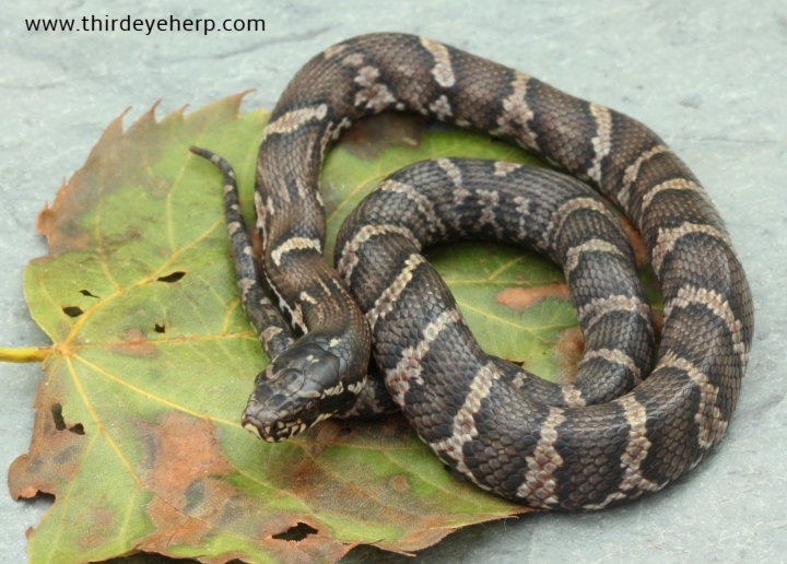 Russian Rat Snake